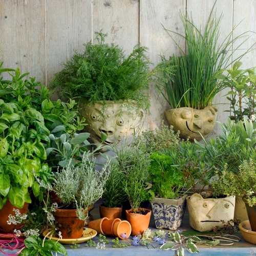 Fresh Herbs